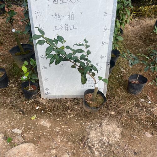 秀兰嫁接苗带花苞一刀862