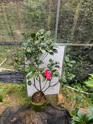 复色火瀑布原生苗带花苞688