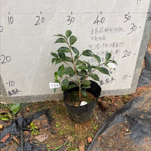 孔雀玉浦原生苗带花苞200