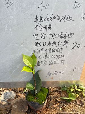 复色首领小本嫁接苗359