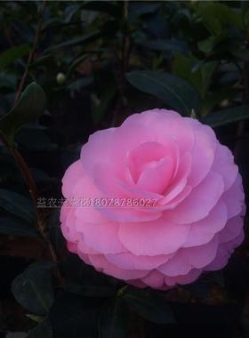 水屋沃特豪斯茶花盆栽完全重瓣淡粉红色中型桂平益农夫基地直销