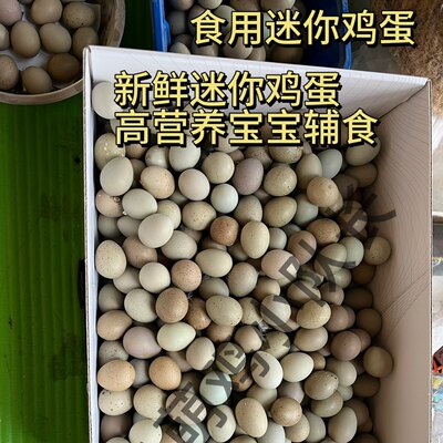 高营养宝宝辅食芦丁蛋迷你鸡蛋网红鸡阳台鸡宠物家庭养殖芦丁鸡蛋