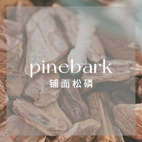 豆绿棕椰丝树皮日本进口