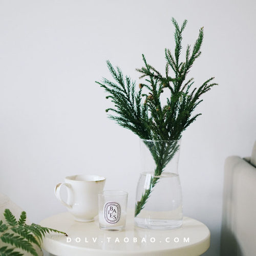 DOLV 豆绿 北欧天竺少女松鲜切枝 ins家居绿植进口水培桌面花卉