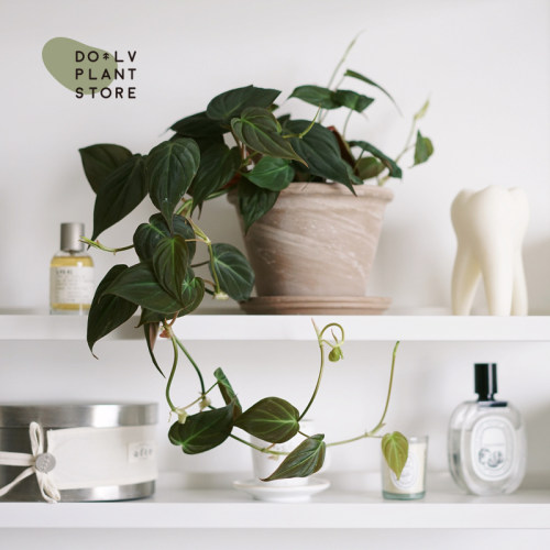 云母蔓绿绒北欧风趣味爬藤植物