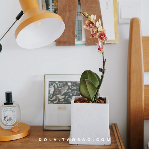 蝴蝶兰年宵花客厅绿植盆栽