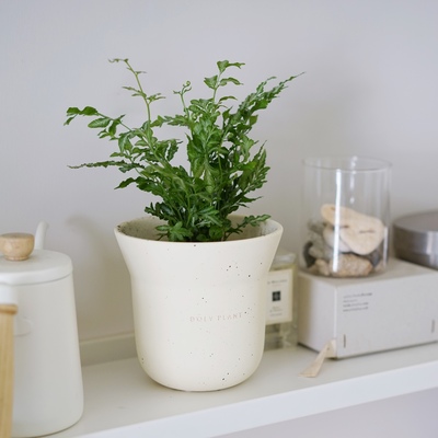 DOLV 豆绿 夏雪银线蕨 韩系铁蕨四季绿色植物庭院桌面绿植盆栽