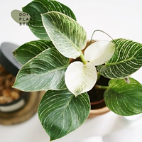 Сажать с горшком