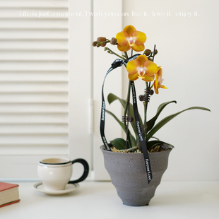 迷你仙气蝴蝶兰 宝藏小众寓意好卧室玄关新家开花盆栽 豆绿 DOLV