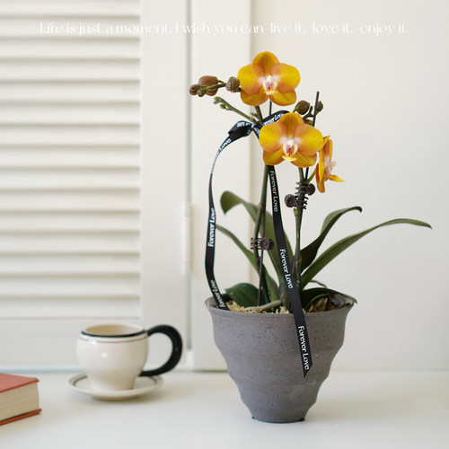 迷你蝴蝶兰仙气开花盆栽