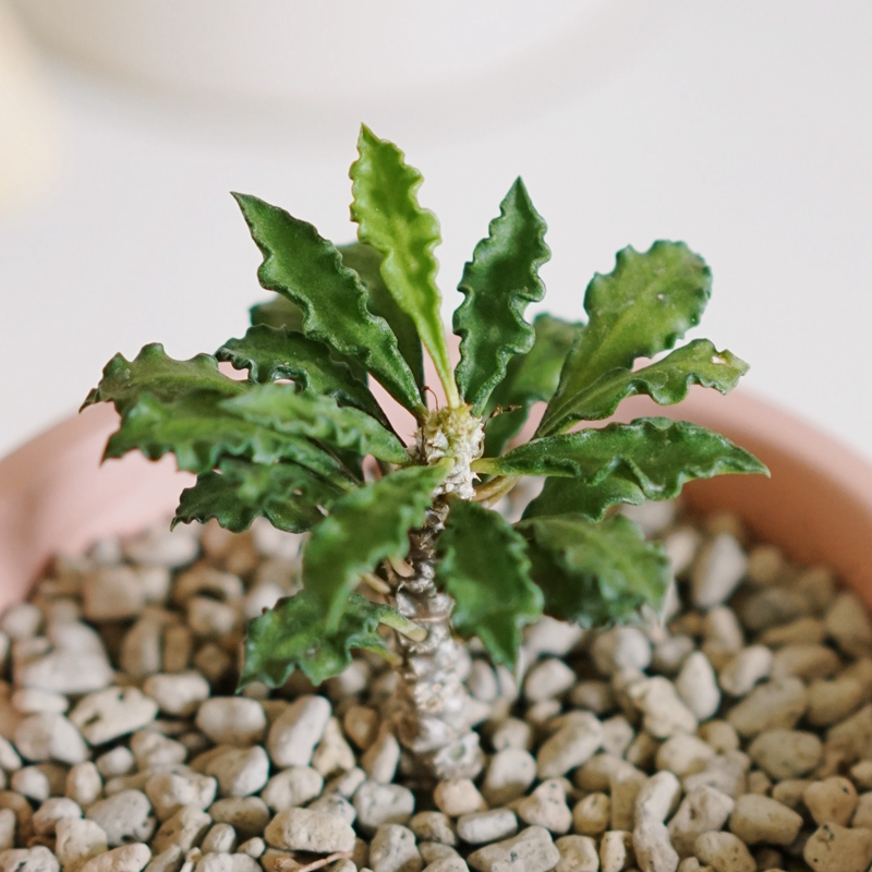 豆绿皱叶麒麟可爱清新喜阳植物