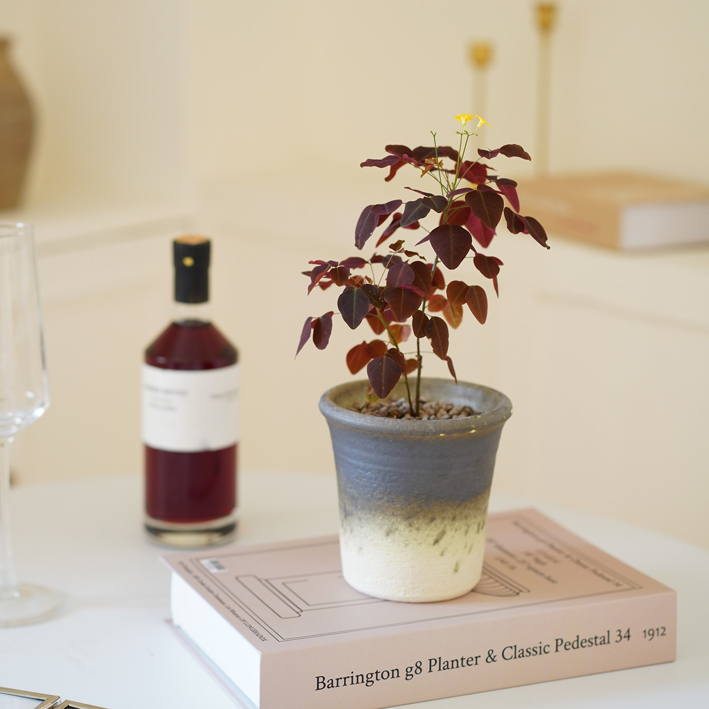 DOLV 豆绿 紫叶酢浆草 幸运草可爱浪漫植物客厅阳台好养开花盆栽