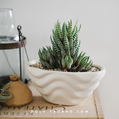 DOLV 豆绿 精灵卷 鹰爪芦荟条纹十二卷北欧ins多肉植物桌面盆栽