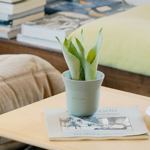 豆绿白玉虎皮兰小众植物盆栽