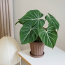 耐阴绿植室内盆栽客厅桌面办公室美学植物 明脉蔓绿绒 DOLV 豆绿