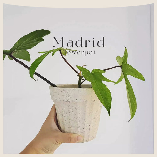 西班牙马德里经典设计花盆