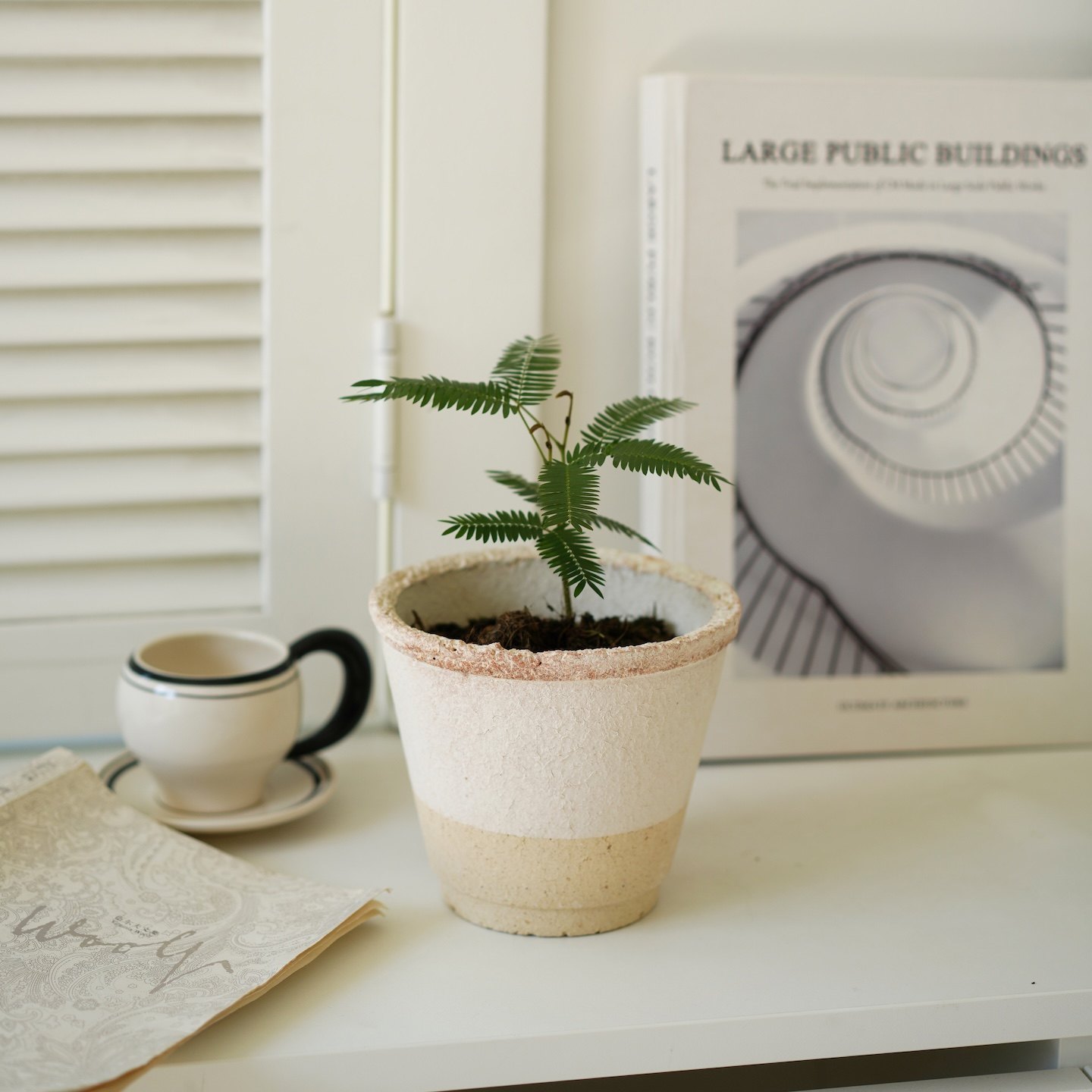 DOLV 豆绿 密叶猴耳环盆栽 日本进口室内桌面观叶耐荫ins网红热植,鲜花速递/花卉仿真/绿植园艺,绿植,淘宝优惠券,粉丝福利购,淘宝优惠卷