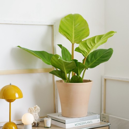 豆绿金美丽维拉蔓绿绒新奇植物