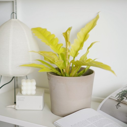 豆绿黄金火之戒蔓绿绒热植