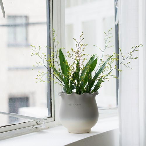 豆绿姬恋梦香兰北欧ins风盆栽