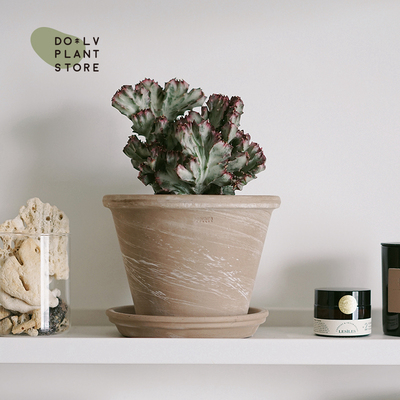 DOLV 豆绿 斯里兰卡缀化仙人掌 紫色彩春峰耐旱植物 好养桌面盆栽