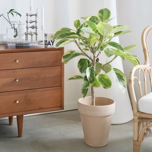 DOLV 豆绿 高山富贵榕 清新彩叶高山榕室内观叶植物组合绿植盆栽