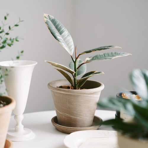 迷彩橡皮树北欧风好养绿植盆栽