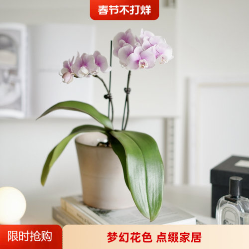 DOLV 豆绿 梦幻情人蝴蝶兰 节日礼物兰花家居绿植 带花苞四季开花
