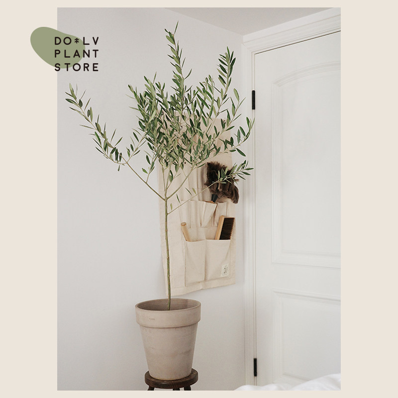 dolv 豆绿 大型地中海油橄榄 室内好养观叶植物 田园庭院家居盆栽