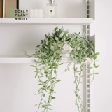 Dolv Bean Green Jade Lover Leats Tears Pearl Spider Plaint Plaint Plant Сочные растения на рабочие столы балкон зеленые растения хорошие горшки