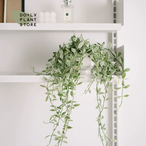 Dolv Bean Green Jade Lover Leats Tears Pearl Spider Plaint Plaint Plant Сочные растения на рабочие столы балкон зеленые растения хорошие горшки