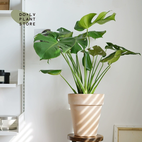 Dolv Dolv Dolvan Green Big Turtle Bamboo Tiannan Starke Nordic Furniture Дом зеленый растительный горшок горшок