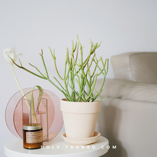 DOLV 豆绿  火焰红珊瑚北欧ins室内多肉植物光棍树绿植盆栽