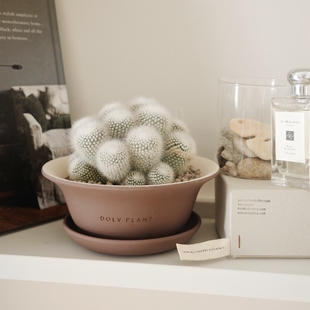 DOLV 豆绿 白小町乌拉圭仙人球 北欧风家居植物 好养耐旱喜阳盆栽
