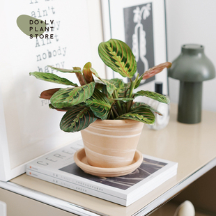 DOLV 豆绿 叶蝉竹芋 奇特植物盆栽北欧ins风家居绿植易养护耐阴