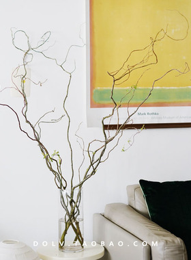 DOLV 豆绿 北海道雪柳龙柳进口鲜切花枝家居室内森林系水养绿植