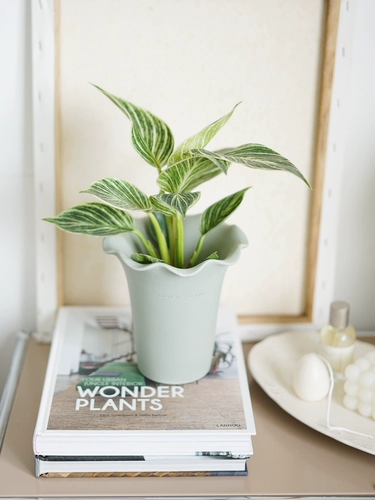 DOLV Фасоль, зеленая платина, алмаз, филодендрон, филодендрон в скандинавском стиле, эстетика растения, комнатное настольное зеленое растение, горшечные растения