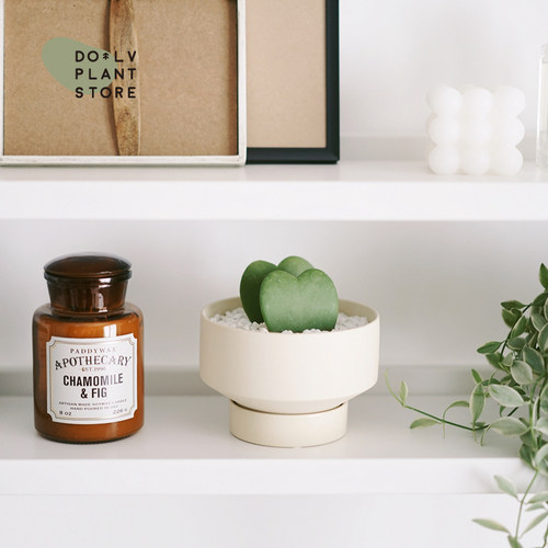 心叶球兰萝藦科可爱心形植物