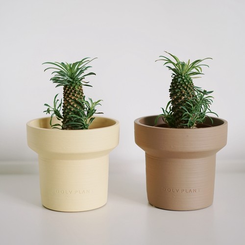 DOLV 豆绿 铁甲麒麟 萌趣多肉植物 南非大戟科好养盆栽 喜阳耐旱