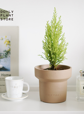 DOLV 豆绿 蒙特利尔香松 浪漫法式风情植物 香冠柏圣诞树迷人淡香