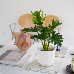 DOLV 豆绿 春羽蔓绿绒天使羽翼室内观叶植物卧室客厅好养新家绿植