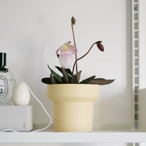 维多利亚仙女兜兰奇妙开花盆栽