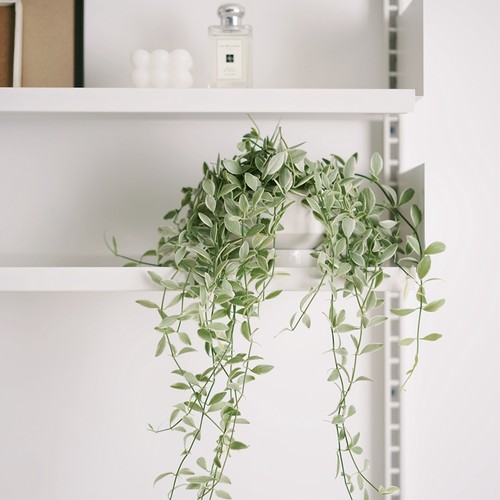 豆绿翡翠恋情人泪植物盆栽