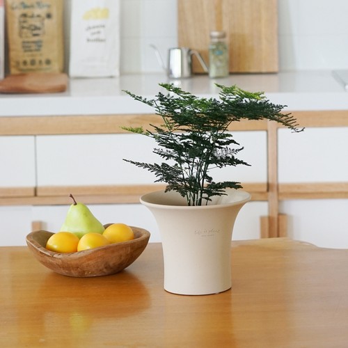 豆绿云山文竹静谧绿植