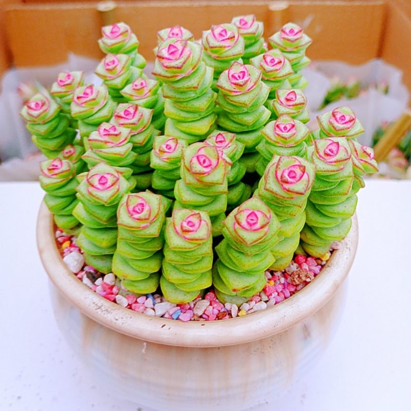 钱串锦多肉植物开花花卉绿植大颗好养办公室精品钱串子小盆栽包邮