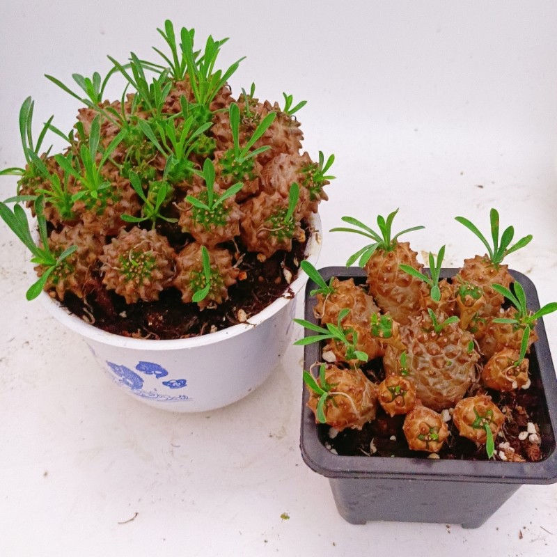峨眉山块根多肉 群生铁甲麒麟 小菠萝头四季好养桌面绿植好养盆栽