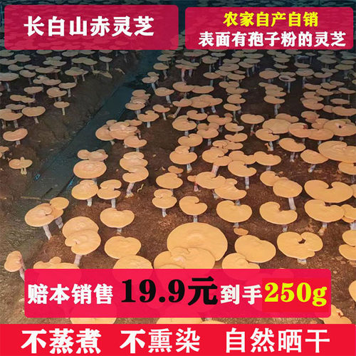 长白山赤灵芝整朵林芝灵芝片500克包邮深山整枝正品
