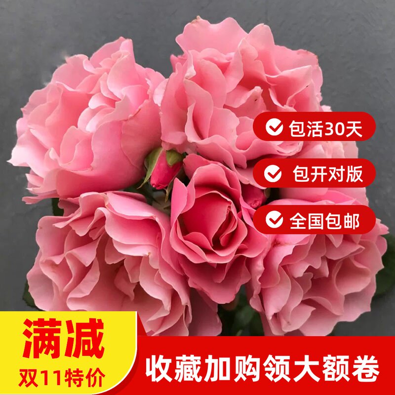 达芙妮月季花稀有的多色玫瑰变色波浪裙庭院盆栽浓香水扦插小苗