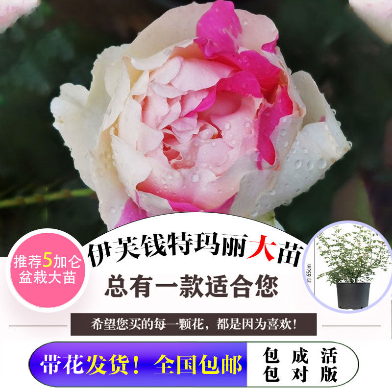 新品【伊芙钱特玛丽中大苗】大花浓香阳台地栽四季白色带粉红盆栽