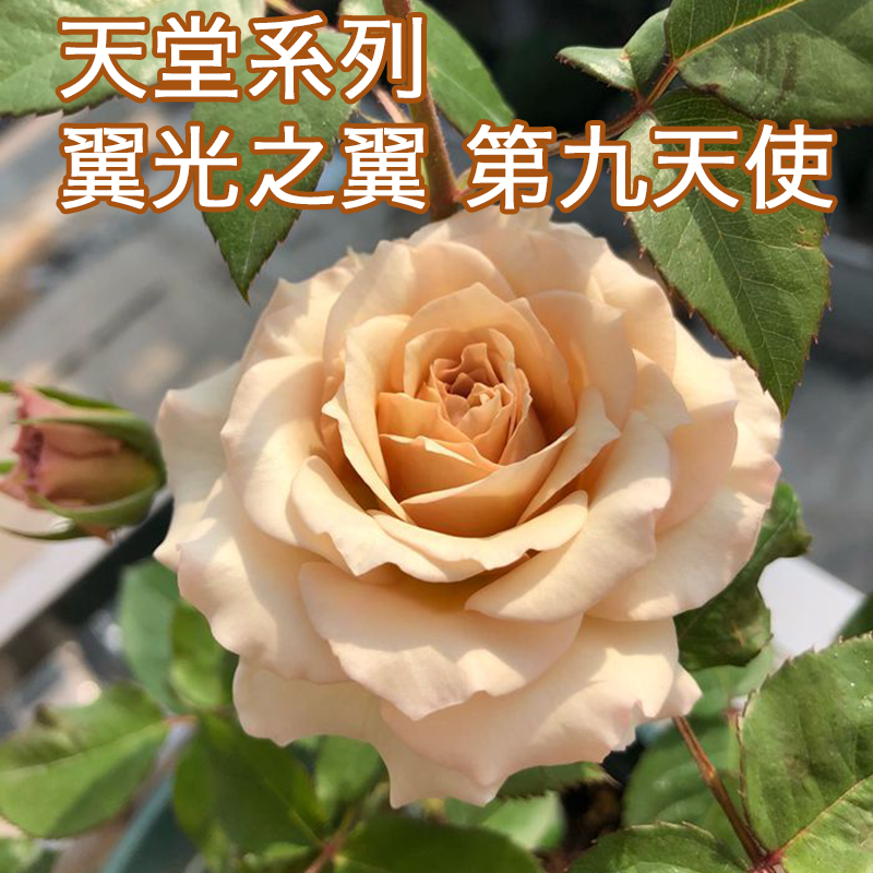 新品【第九天使/光之翼月季花大小苗】天堂系列日本河本玫瑰盆栽